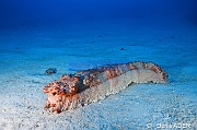 Thelenota anax Holothurie geante-Wakatobi Wangi Island-24m-20180601-Denis-ADER-DSC_2826_tn